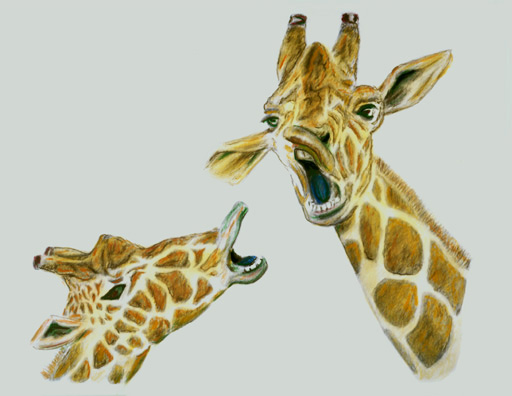 Two Giraffes