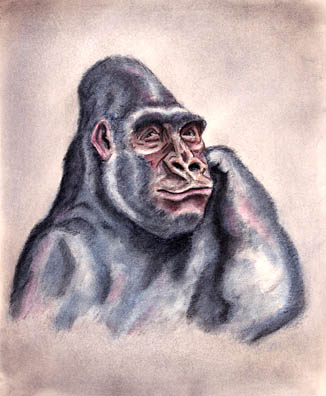 Gorilla