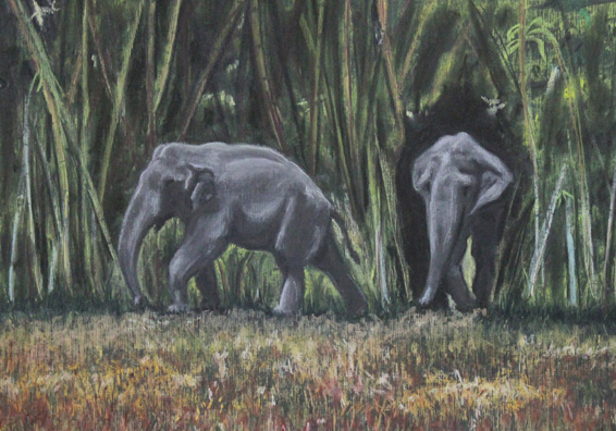 Indian Elephants