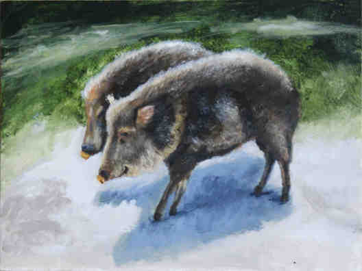 Peccaries